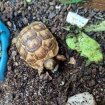 Tortues de terre