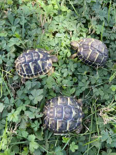 Vends tortues de terre hermann juvéniles de 2024