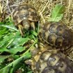 Vends tortues de terre rhone alpes