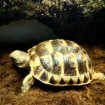 Vends tortues rhone-alpes